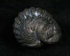 Very Detailed Enrolled Phacops Trilobite #4743-2